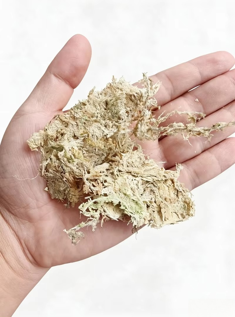 Sphagnum Moss Dry - Mousse de Sphagnum de qualité supérieure