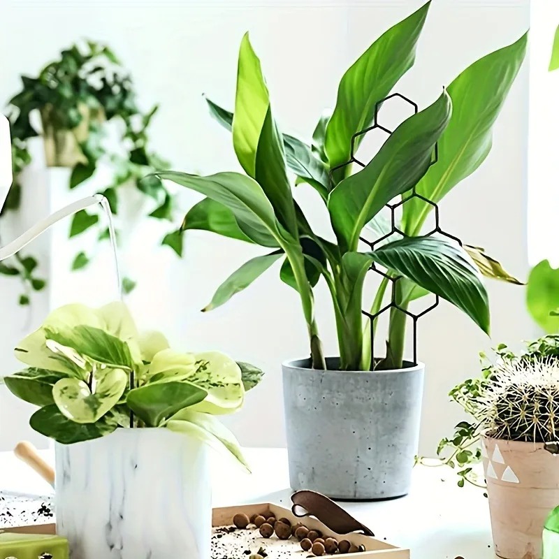 Support de plante en 3 parties - Sphagnum Moss Dry avis et prix